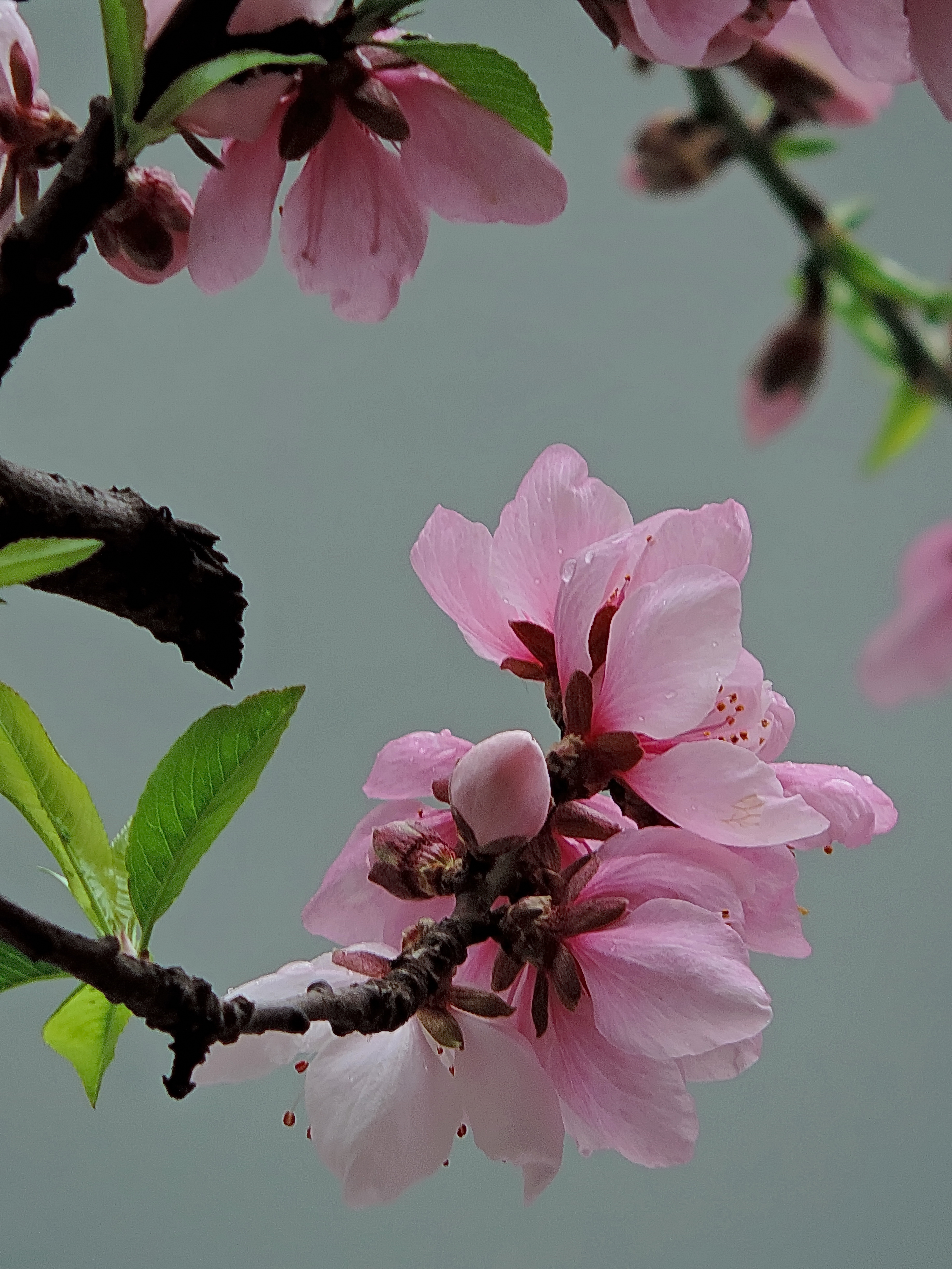 雨天里的路边桃花