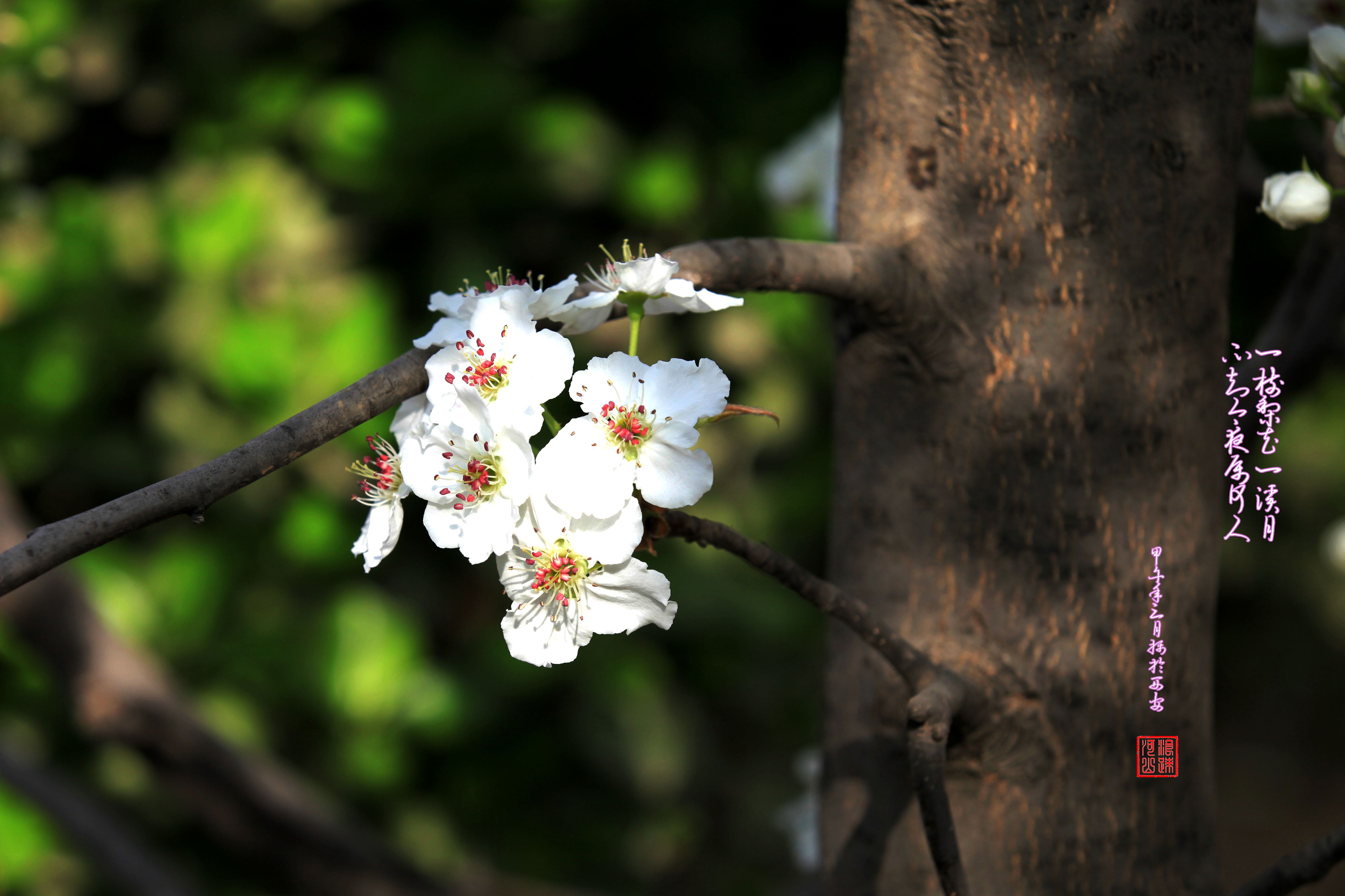 小区梨花