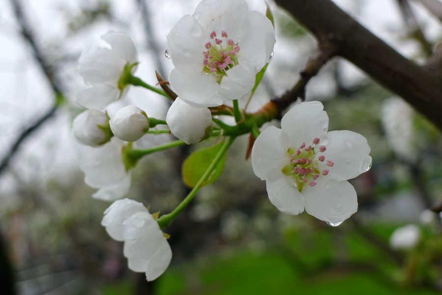 梨花承雨