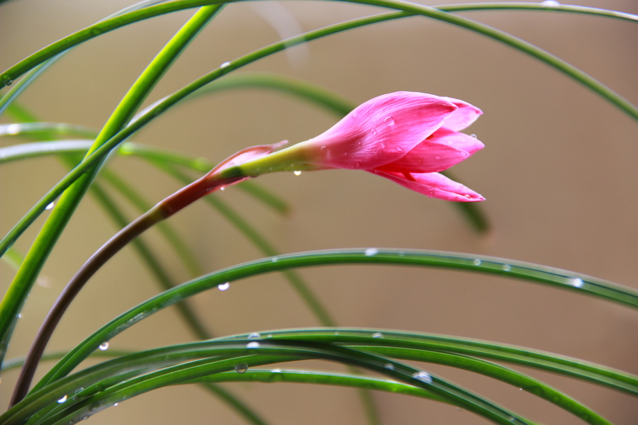 韭菜莲