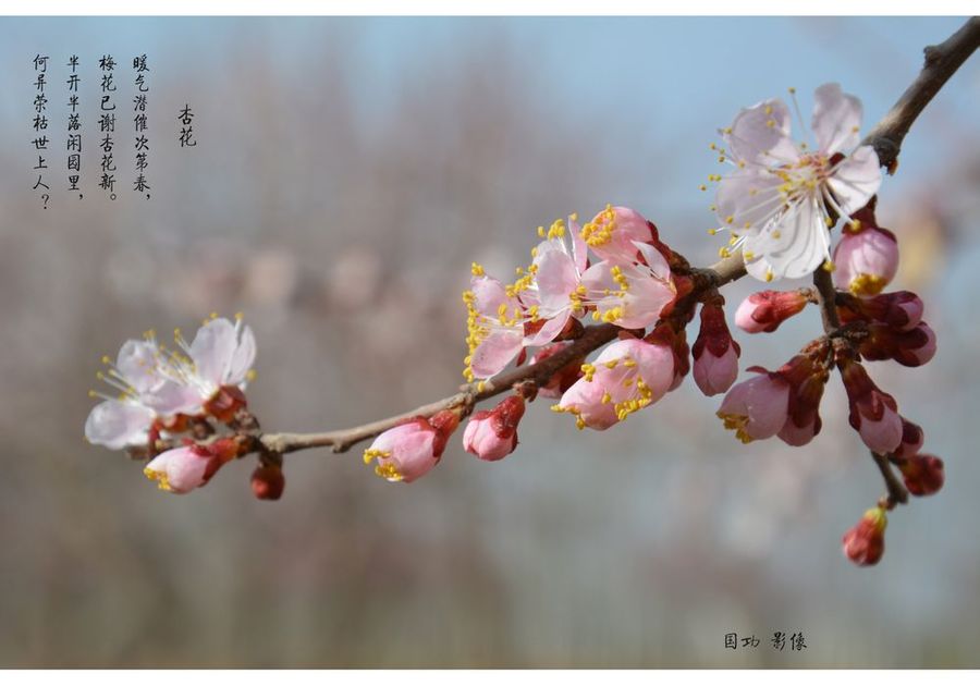 杏花