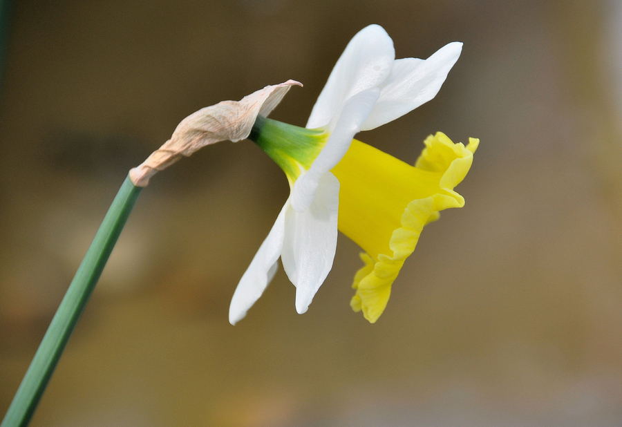 清雅水仙花