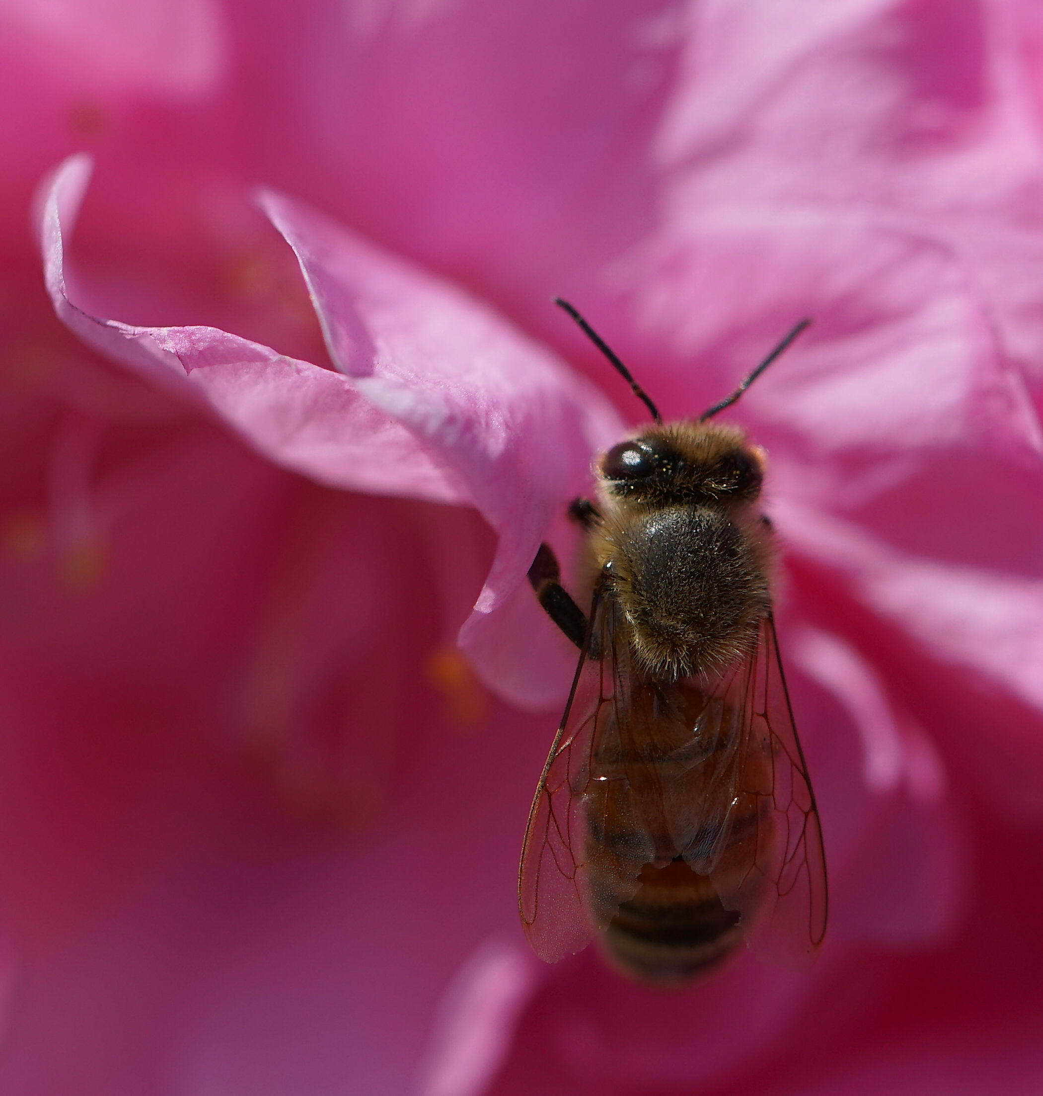 蜂花之恋