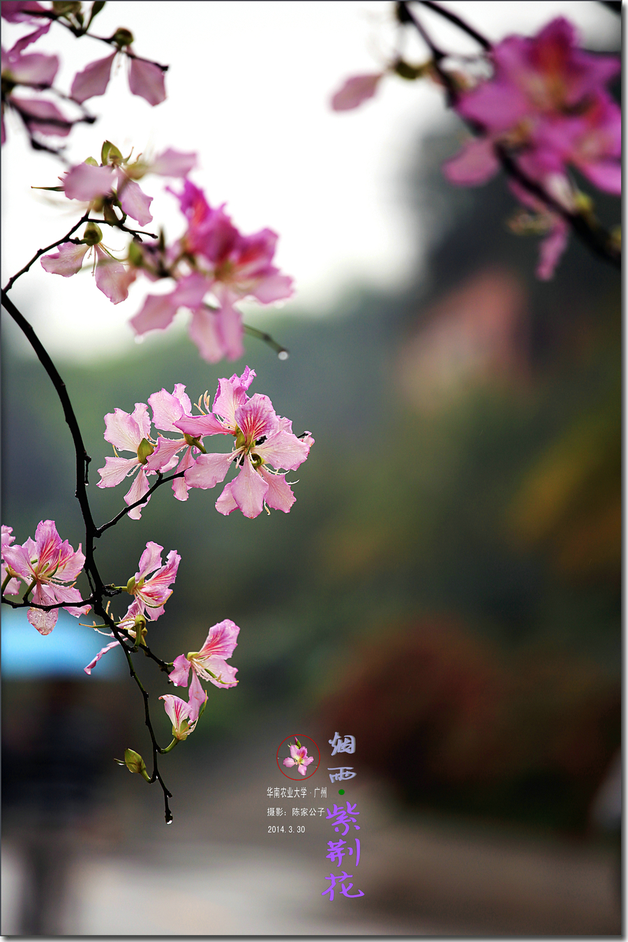 烟雨紫荆花