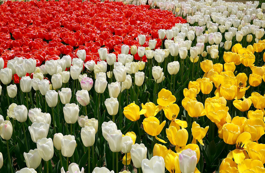 【苏州白马龙池郁金香节摄影图片】苏州白马涧景区_网