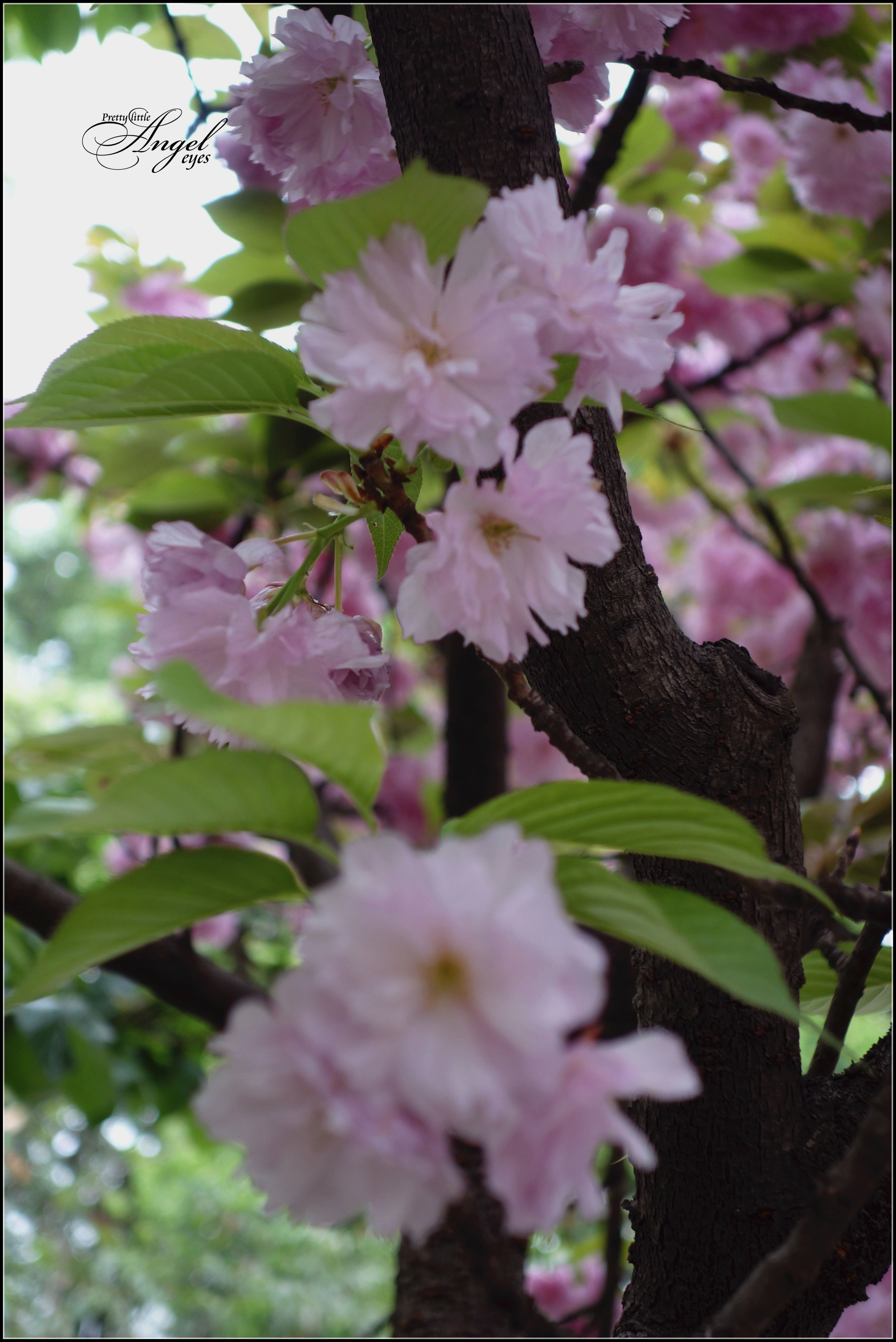 百花迎春:樱