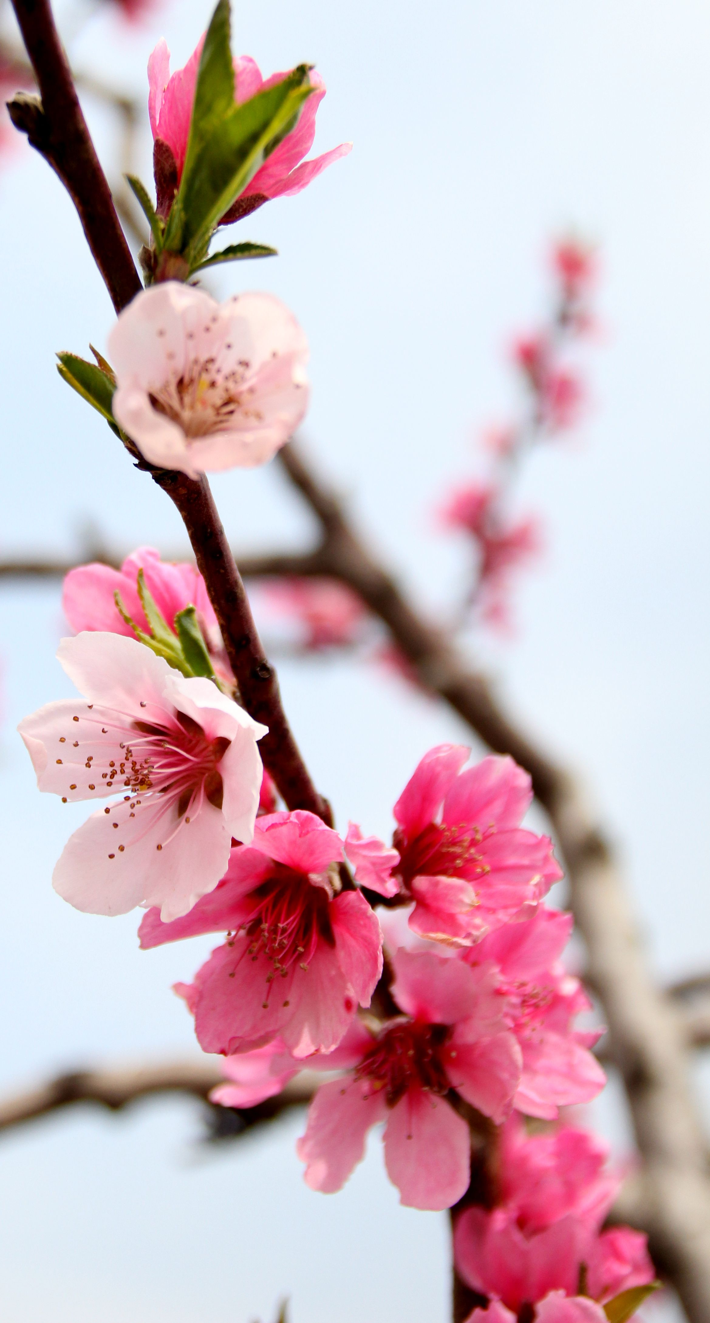 桃花盛会