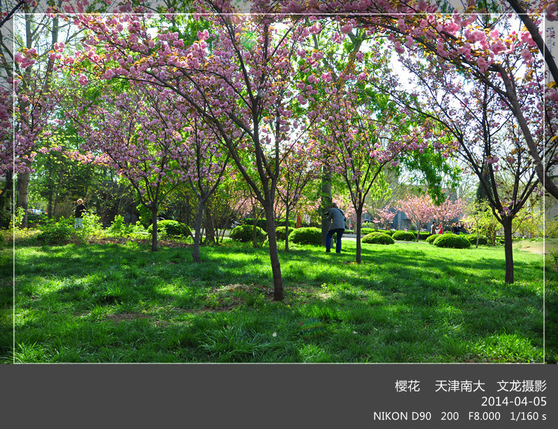 天津南大樱花园_动植物与微距论坛