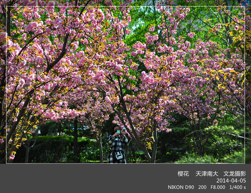 天津南大樱花园_动植物与微距论坛