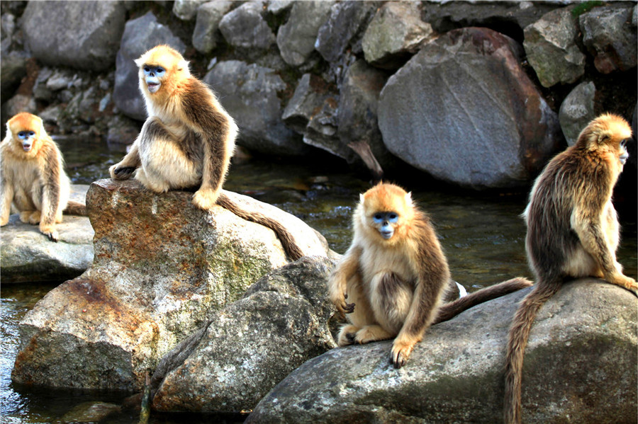 【金丝猴摄影图片】汉中生态摄影