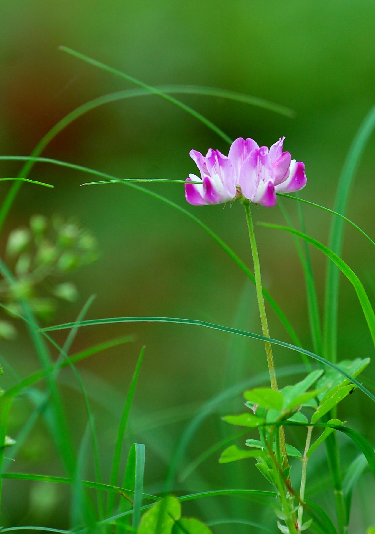 绿肥花