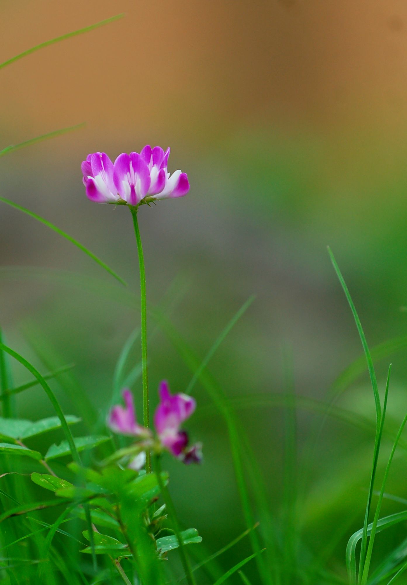 绿肥花