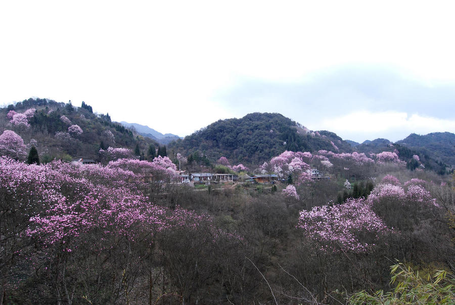 江油辛夷花@吴家后山