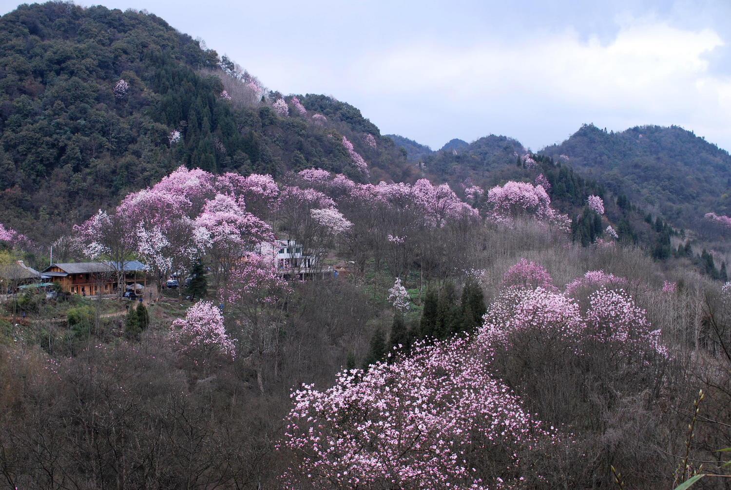 【江油辛夷花@吴家后山摄影图片】四川绵阳江油吴家