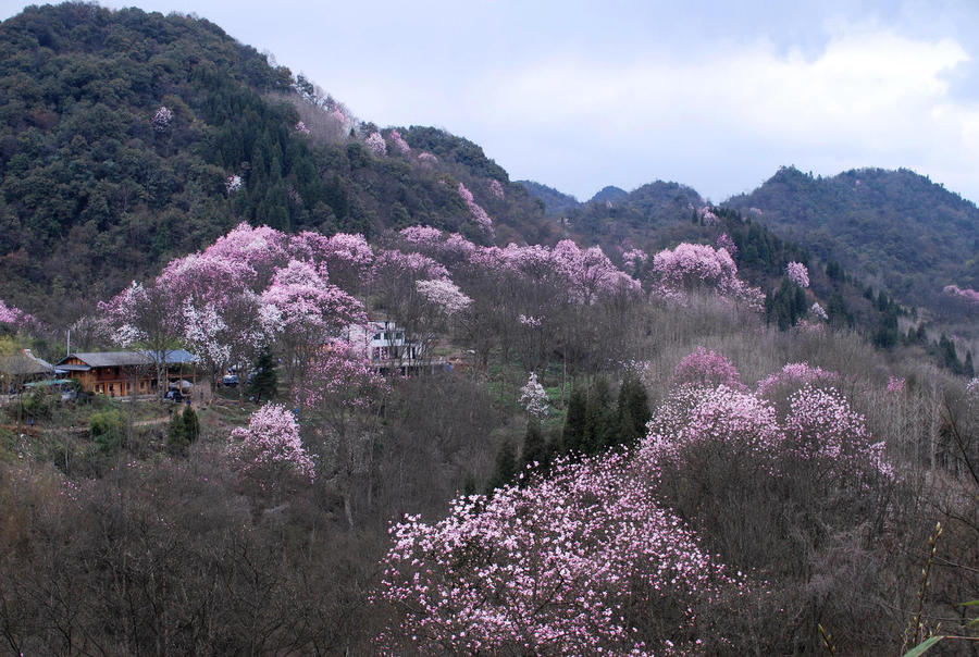 【江油辛夷花@吴家后山摄影图片】四川绵阳江油吴家后山风光摄影