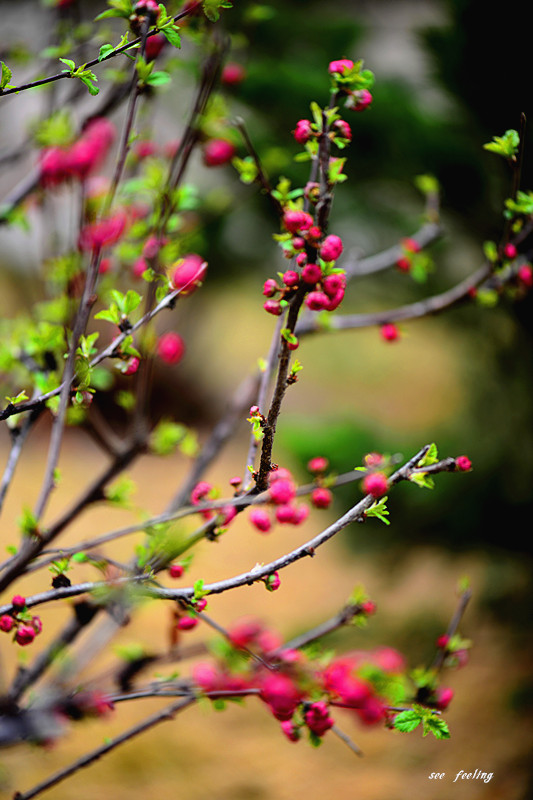 春暖花开