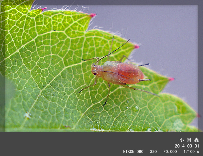 月季花上有蚜虫,它用吸管来吸树叶的营养,大了变有翅膀的飞虫.