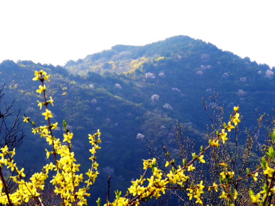 春山媚 惹人醉