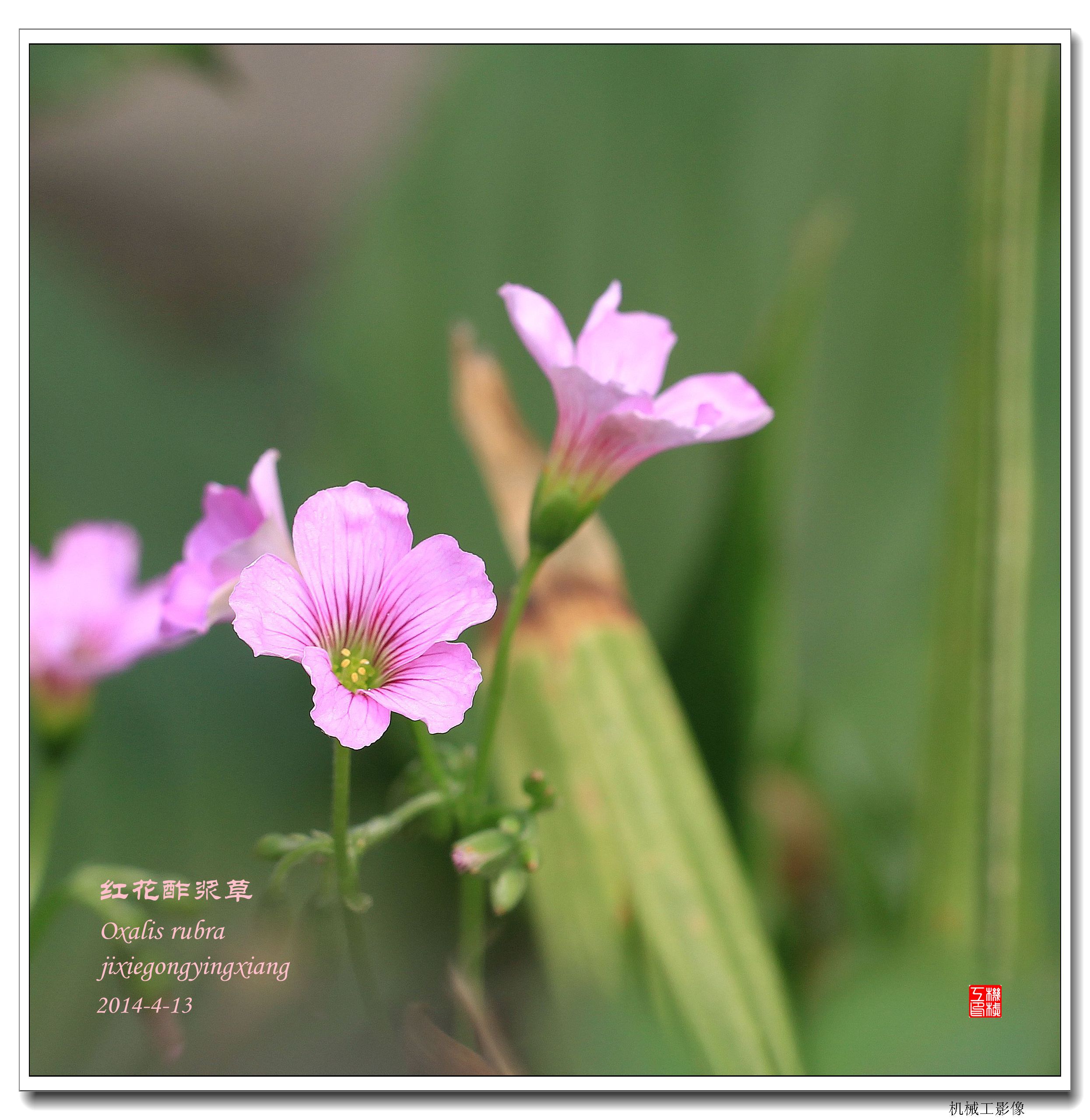 红花酢浆草