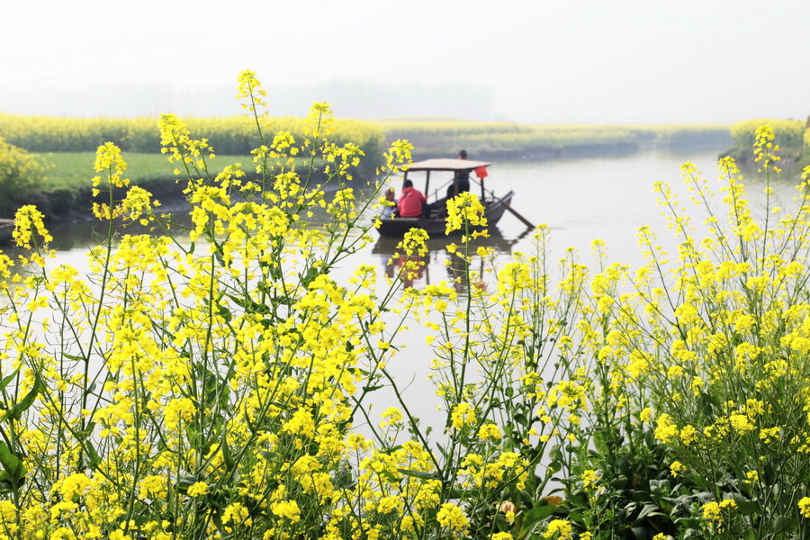 【兴化市垛田油菜花摄影图片】江苏省兴化市垛