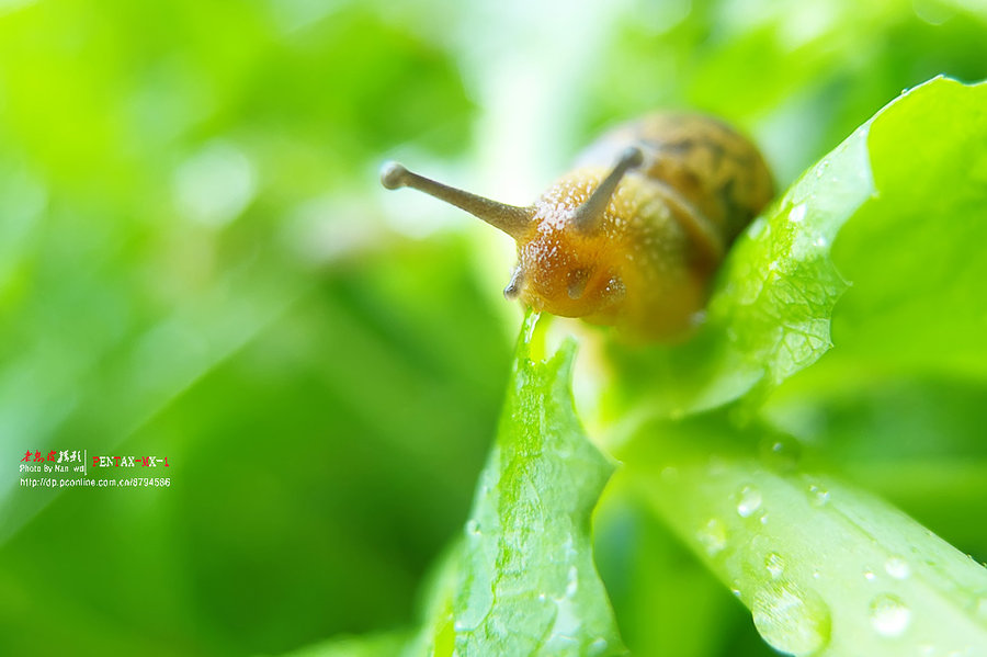 雨天的蜗牛