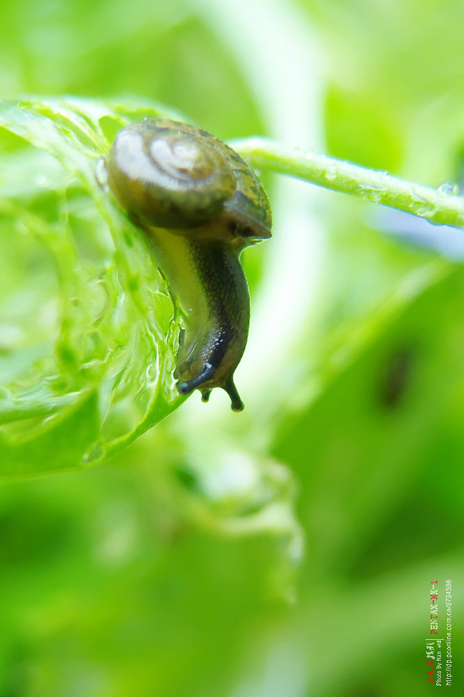 雨天的蜗牛