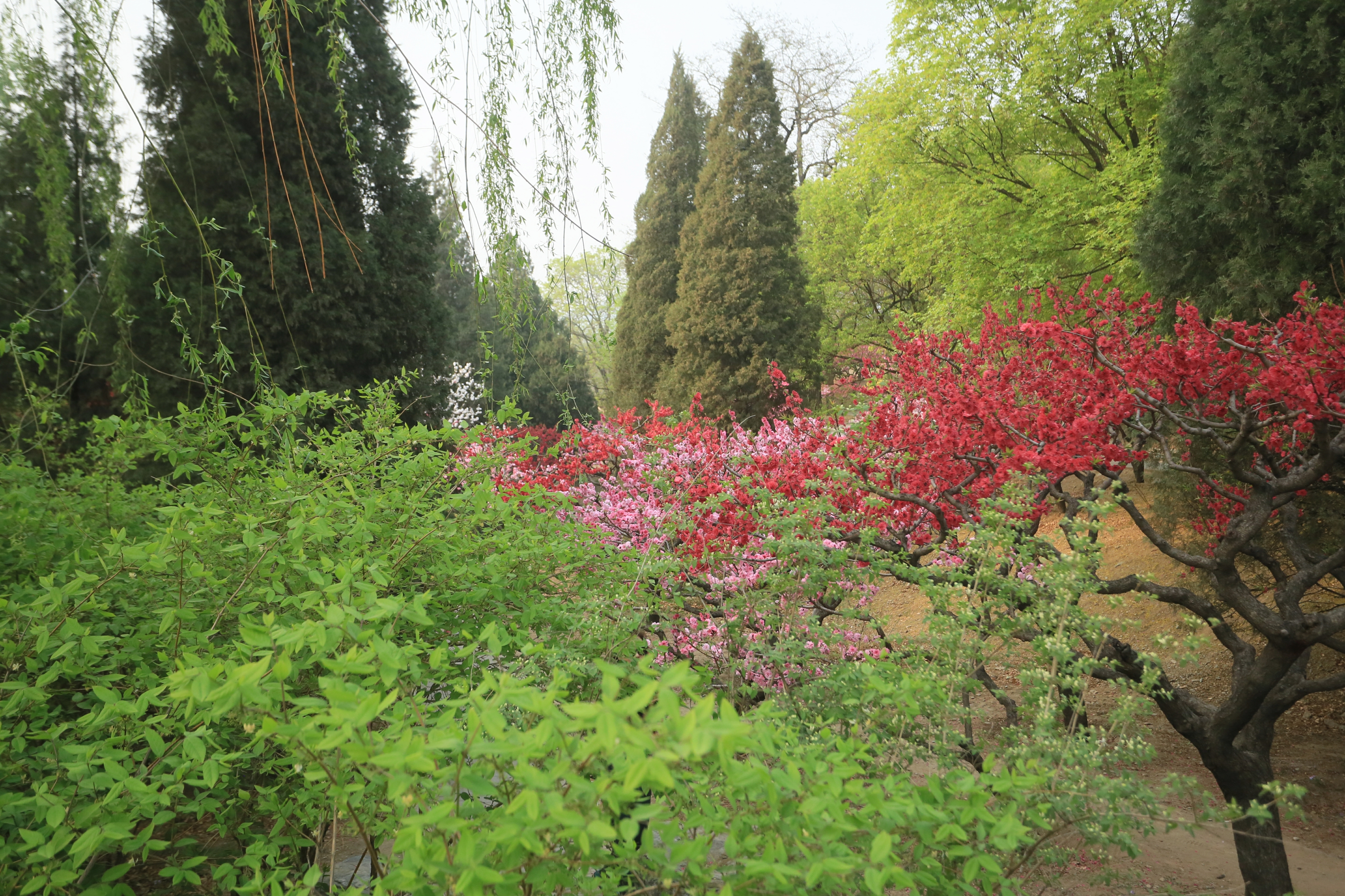 春到北京植物园