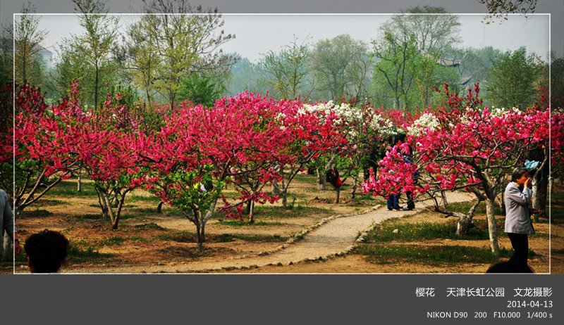 天津长虹公园桃花园