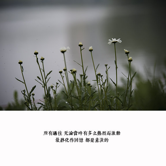 【帘前雨 - 有关思念的句子摄影图片】生态摄影