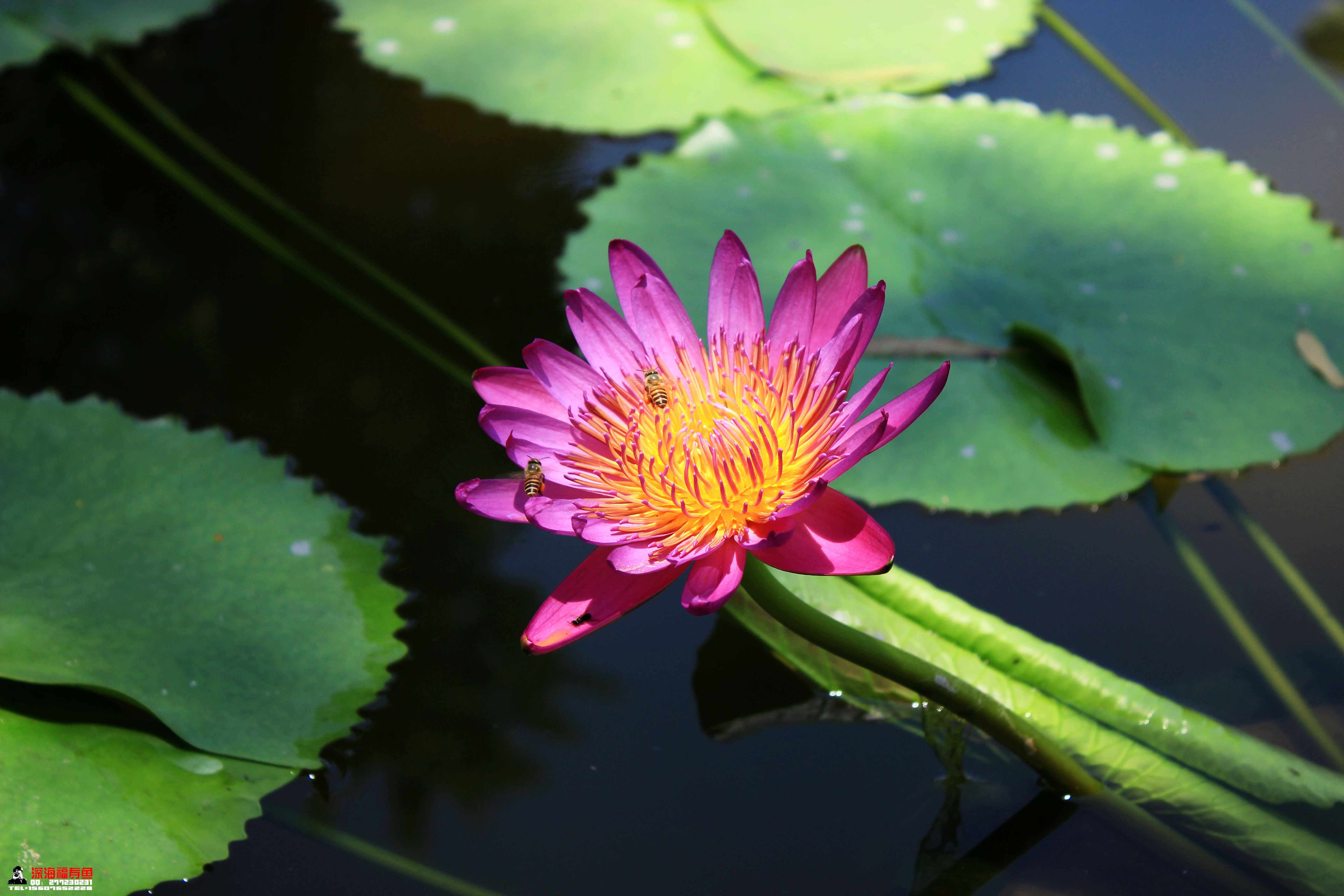 荷花池