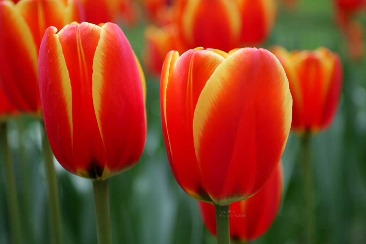 tulip2014