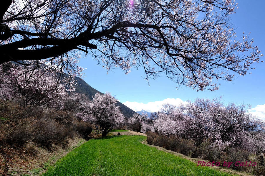 林芝桃花掠影