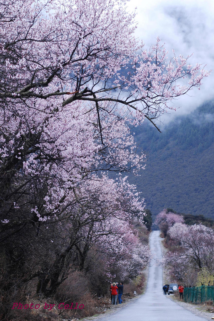 【林芝桃花掠影摄影图片】西藏自治区风光摄影_太平洋电脑网摄影部落