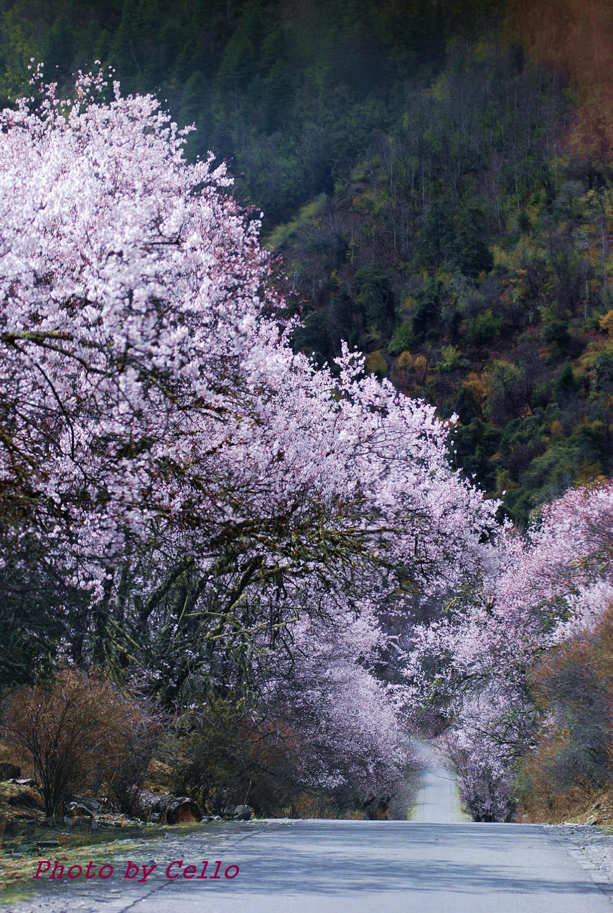 【林芝桃花掠影摄影图片】西藏自治区风光摄影_cello zhang_太平洋