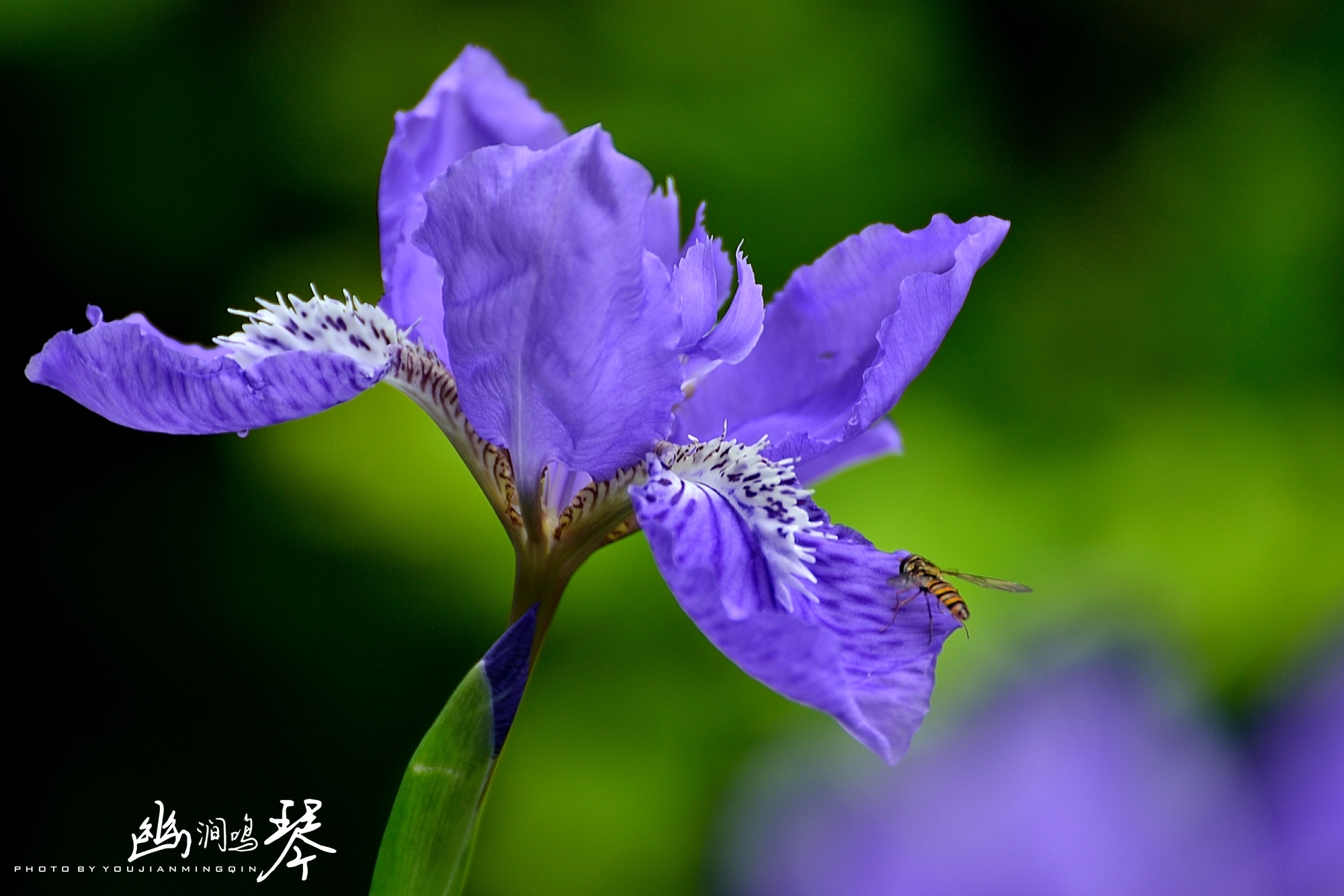 紫鸢花