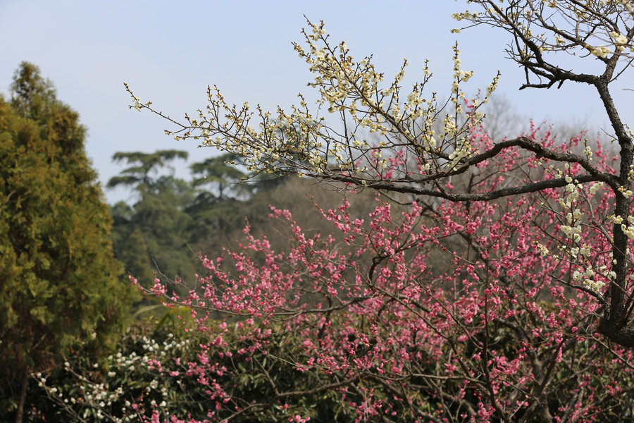 【南京梅花山摄影图片】南京风光摄影