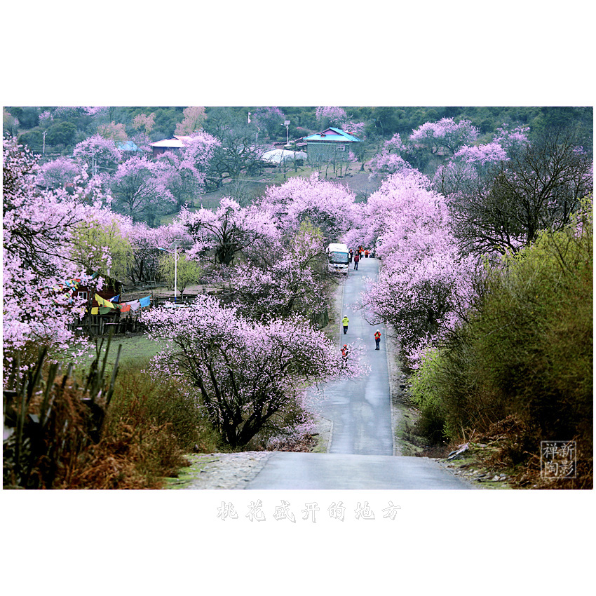桃花盛开的地方