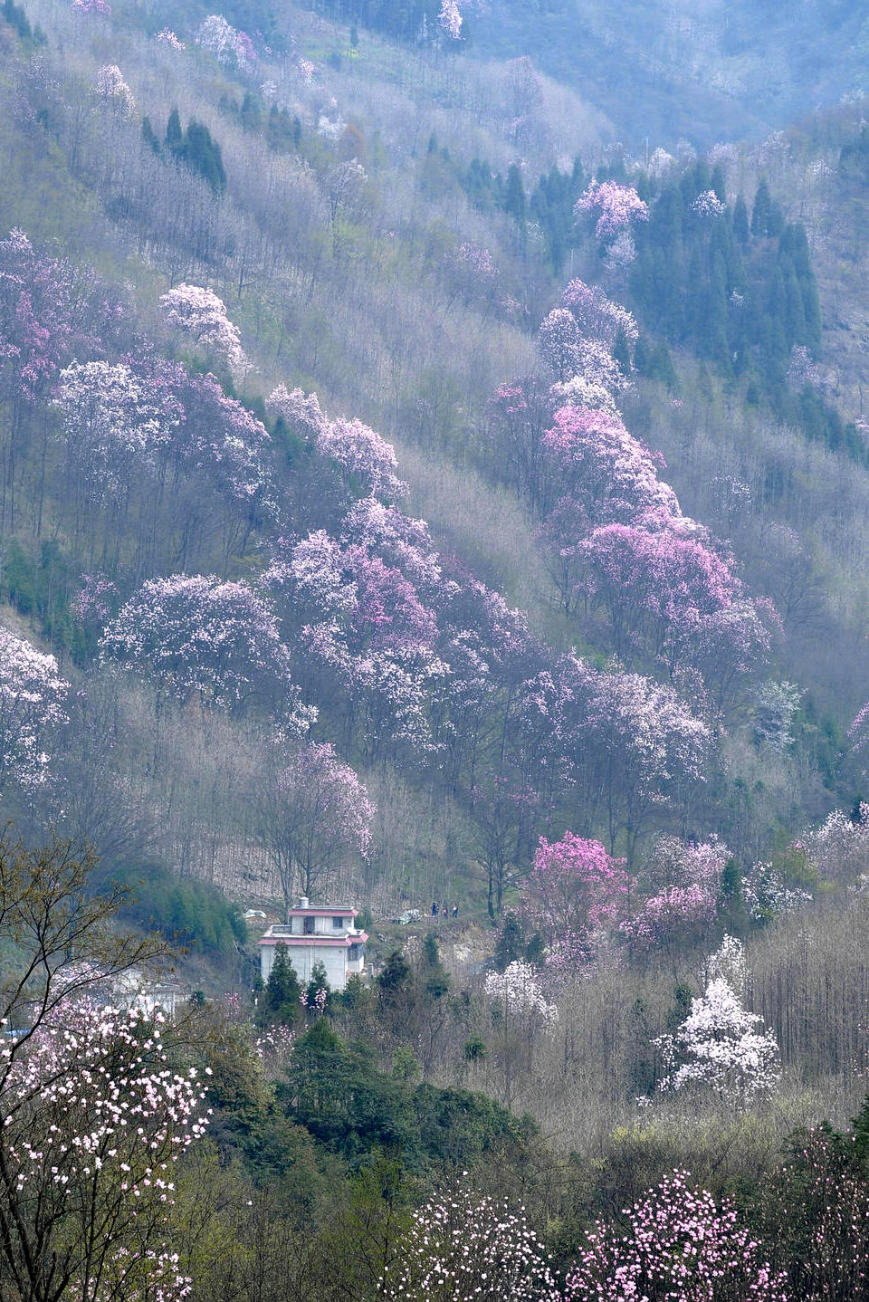 江油辛夷花吴家后山