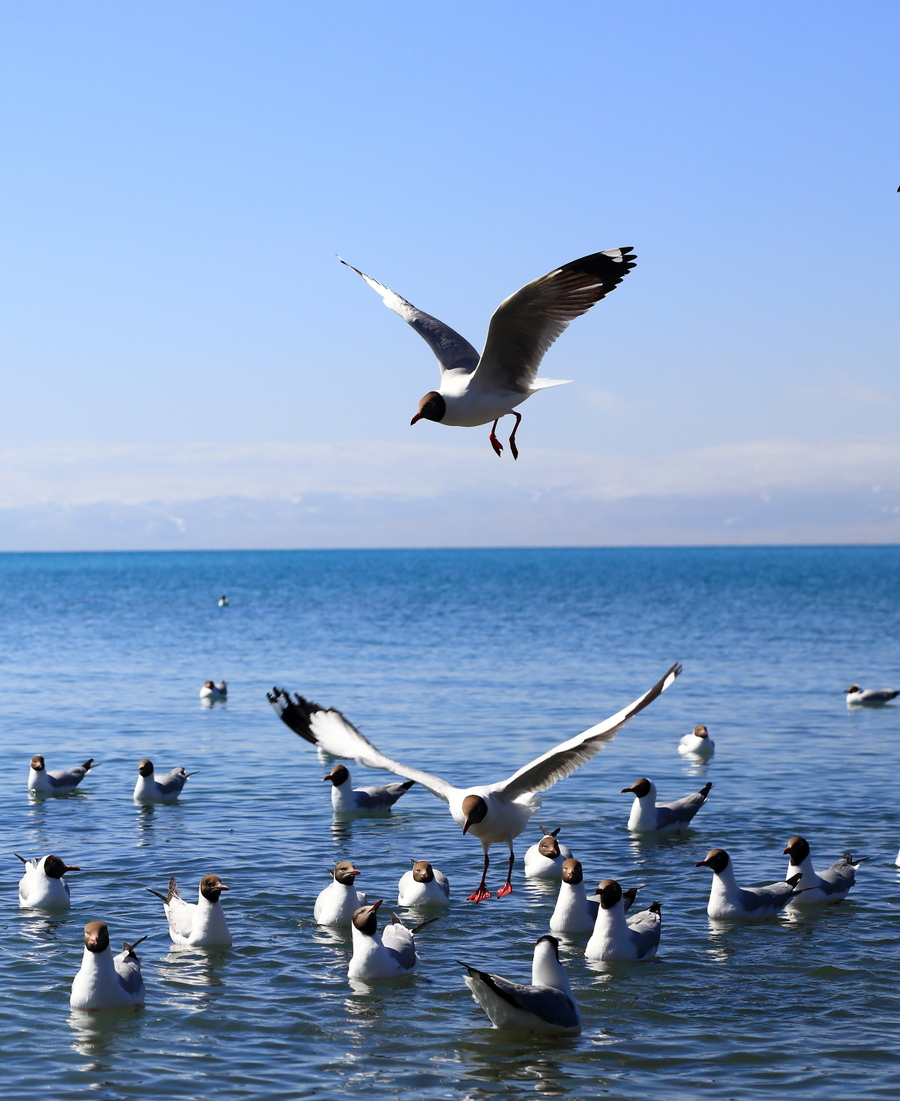 【青海湖观鸟摄影图片】生态摄影