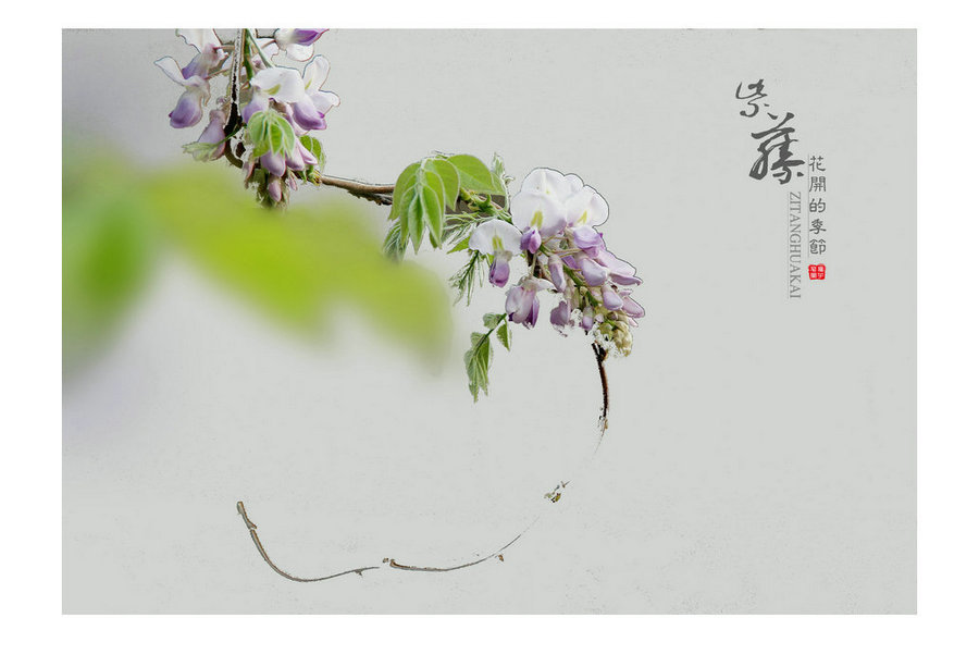 【紫藤花开呼季节摄影图片】河南新乡生态摄影