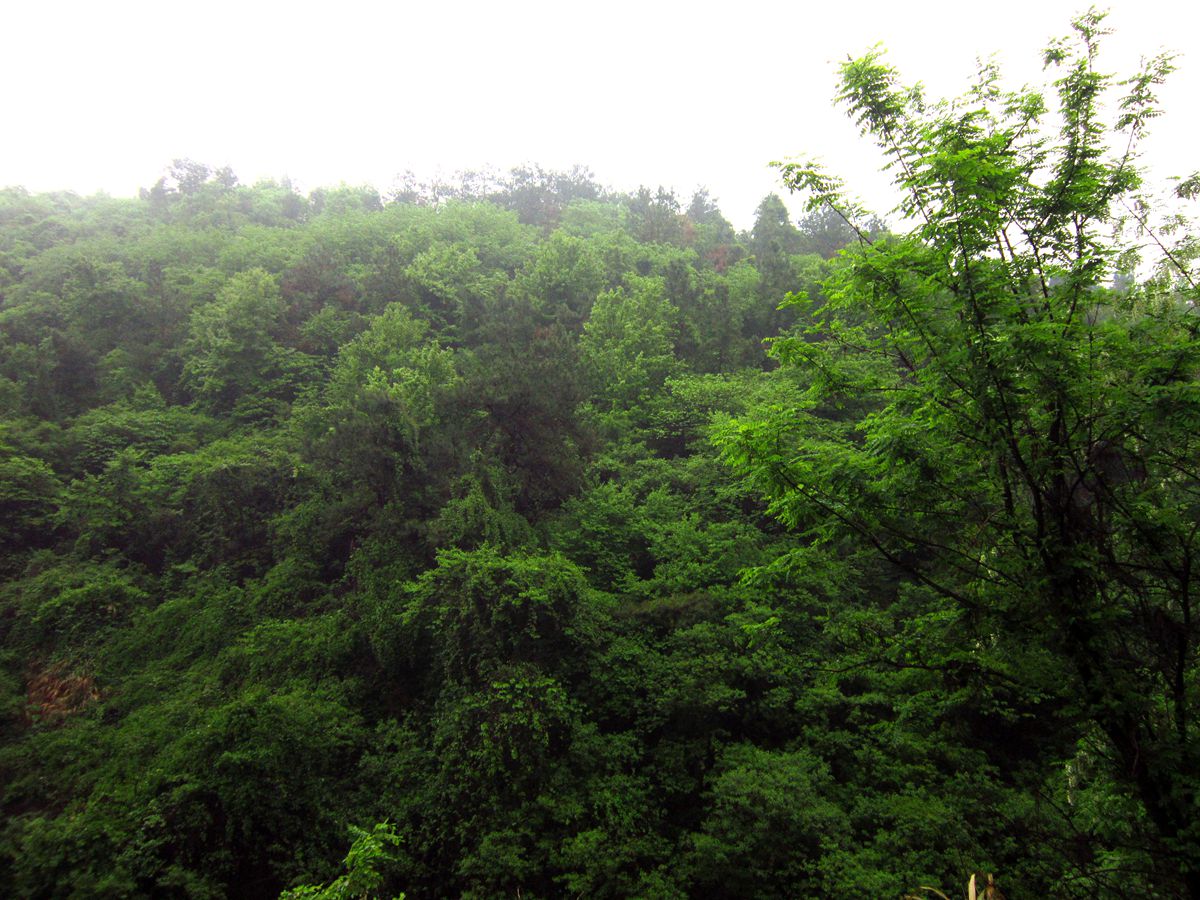 黄石国家矿山公园槐花节