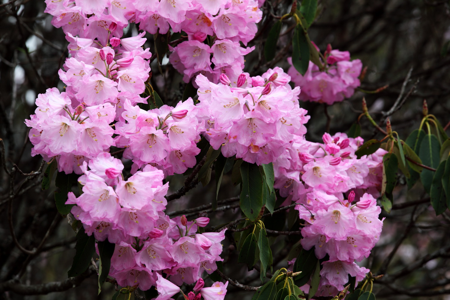 杜鹃花盛开