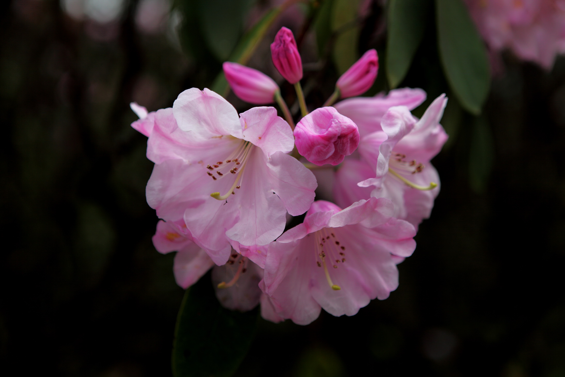 杜鹃花盛开