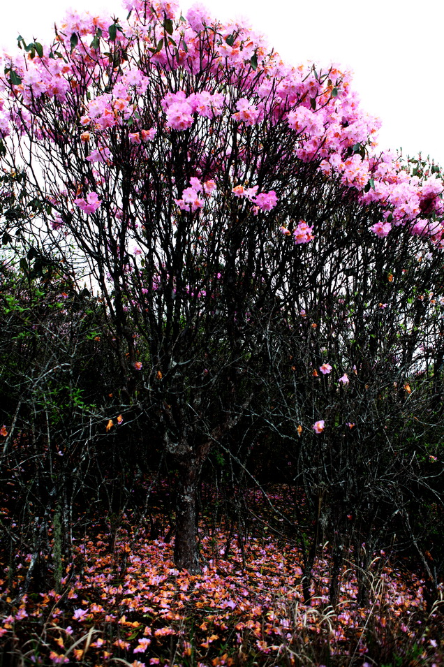 杜鹃花盛开