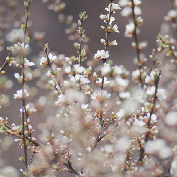 【春天的映像摄影图片】吉林市生活摄影