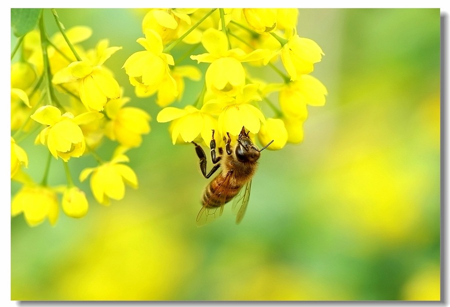 【小花花上的蜜蜂摄影图片】生态摄影_太平洋电脑网摄影部落