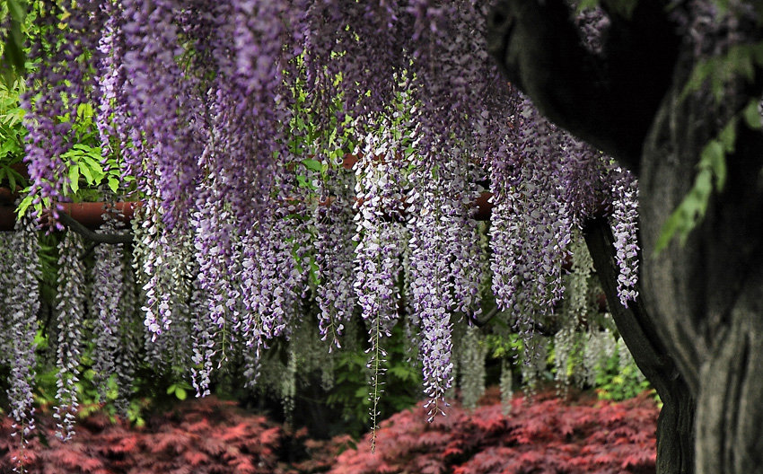 藤花万朵一时开