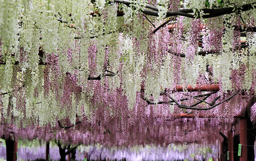 藤花万朵一时开