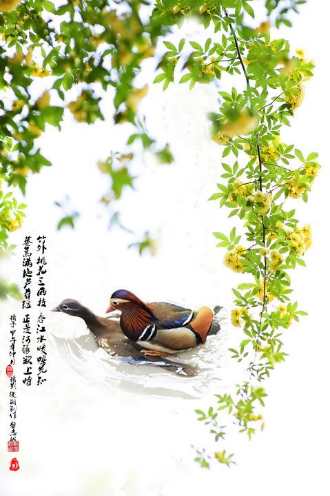 【春江水暖鸭先知摄影图片】南京生态摄影