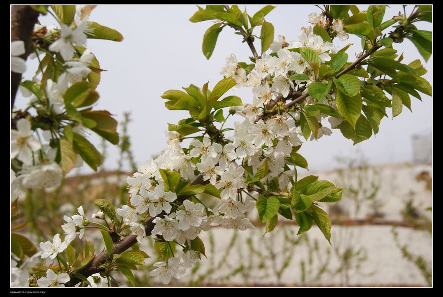 大樱桃花